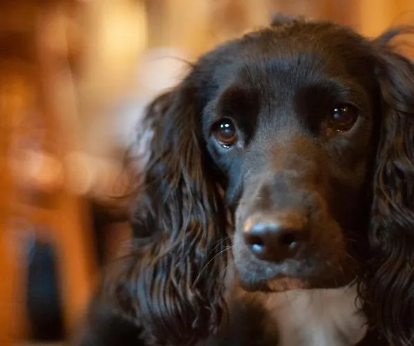 Värdshus The Temperance Inn, - The Collection Group